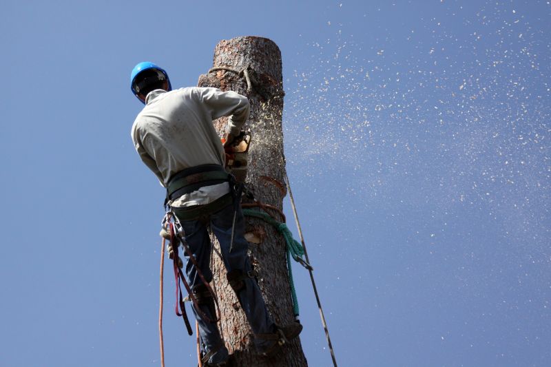 Local Dogwood Tree Removal pros at work