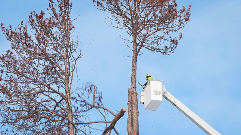 Dogwood Tree Removal