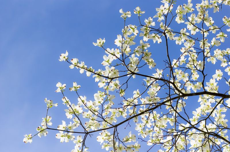 Healthy Dogwood Tree