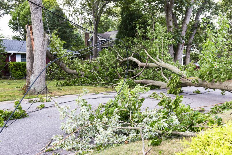 Fallen Tree Blocking Path