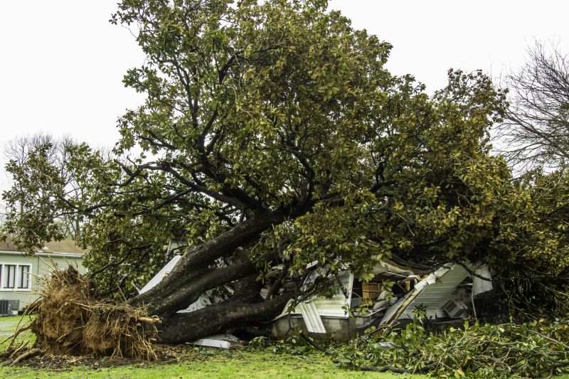 Uprooted Tree in Yard