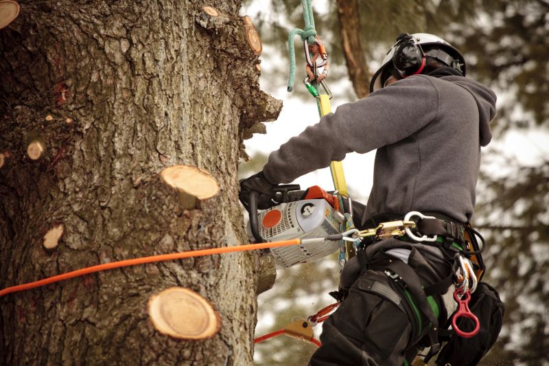 Safe Tree Cutting